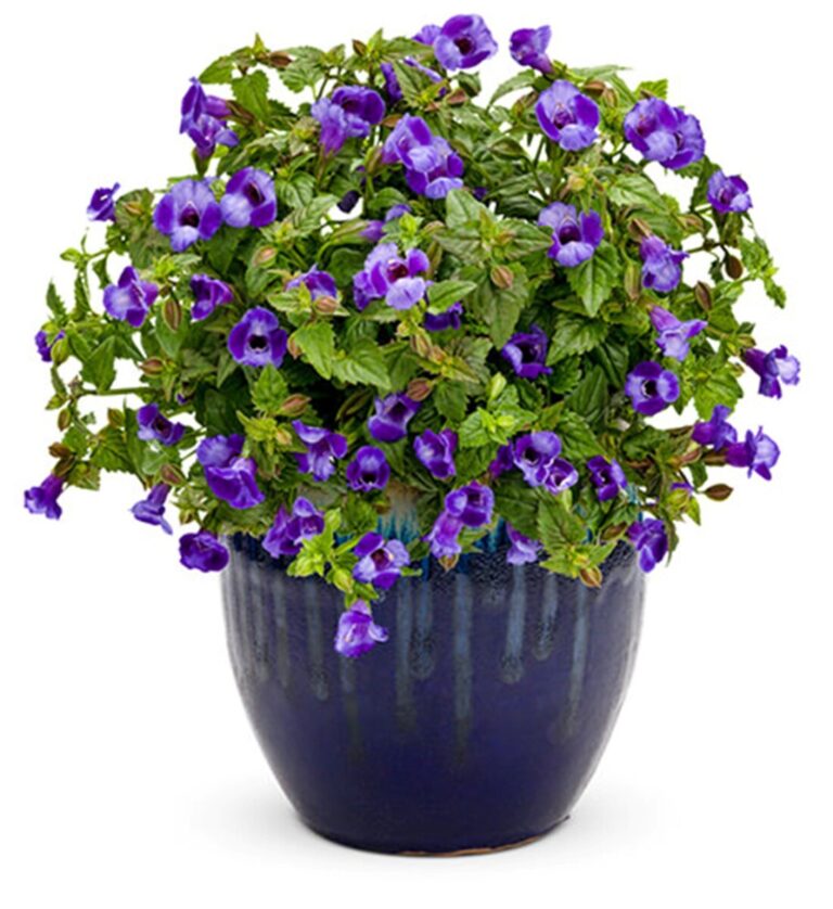 Scopri di più sull'articolo Torenia